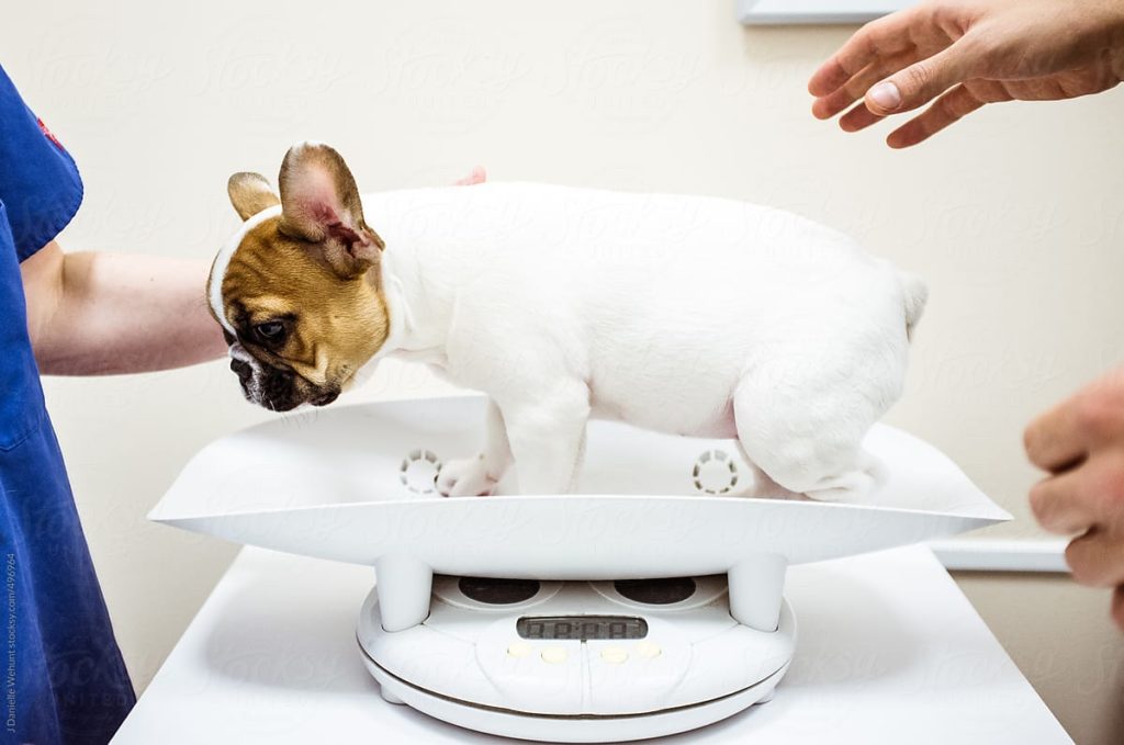 french-bulldog-weight-here-s-what-you-need-to-know-happy-french-bulldog