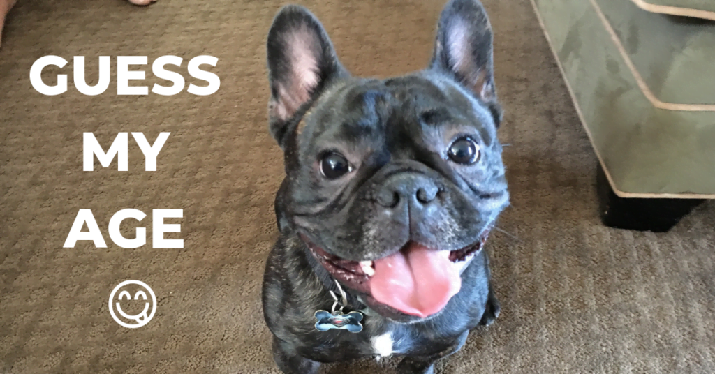 french bulldogs lifespan French Bulldog