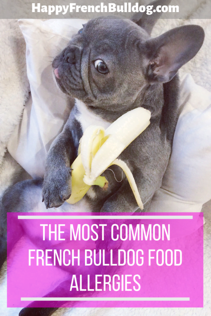 French Bulldog Food Allergies (And How To Cure Them) Happy French Bulldog