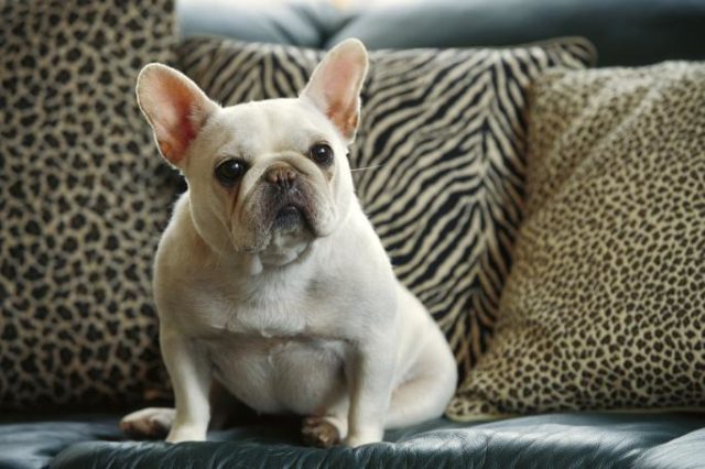 french-bulldog-weight-here-s-what-you-need-to-know-happy-french-bulldog