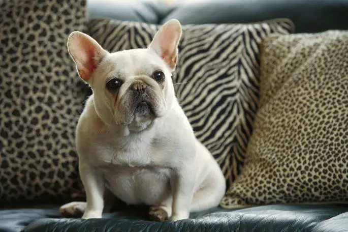 picture of a healthy french bulldog
