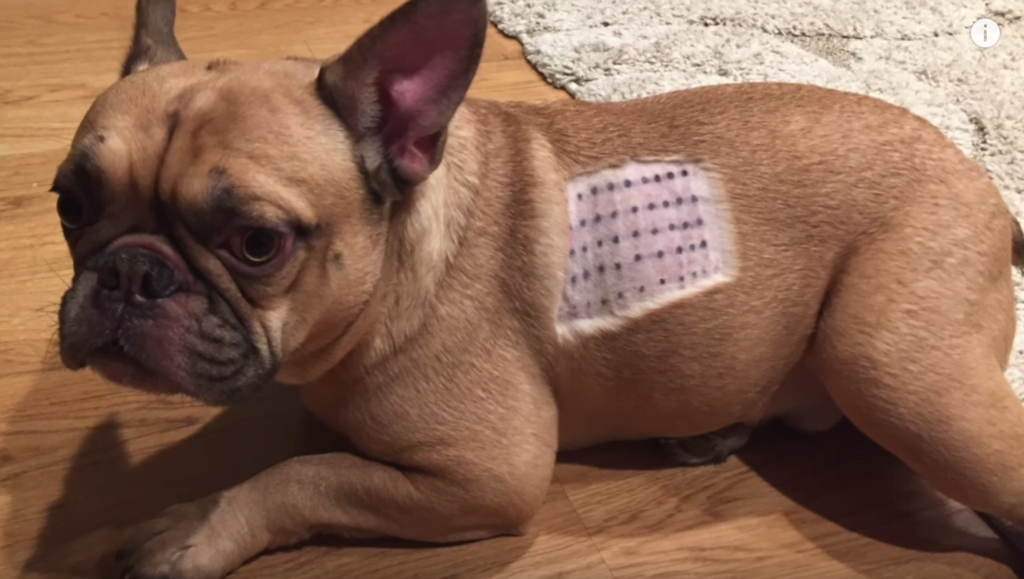 Preventing French Bulldog Food Allergies