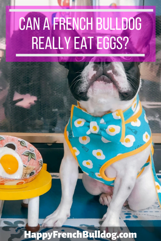 Can a French bulldog eat eggs? French Bulldog