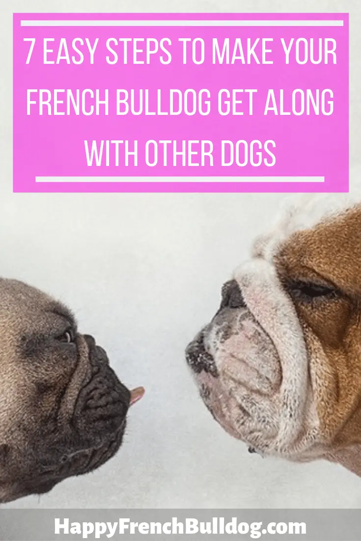 7 easy steps to make your french bulldog get along with other dogs ...
