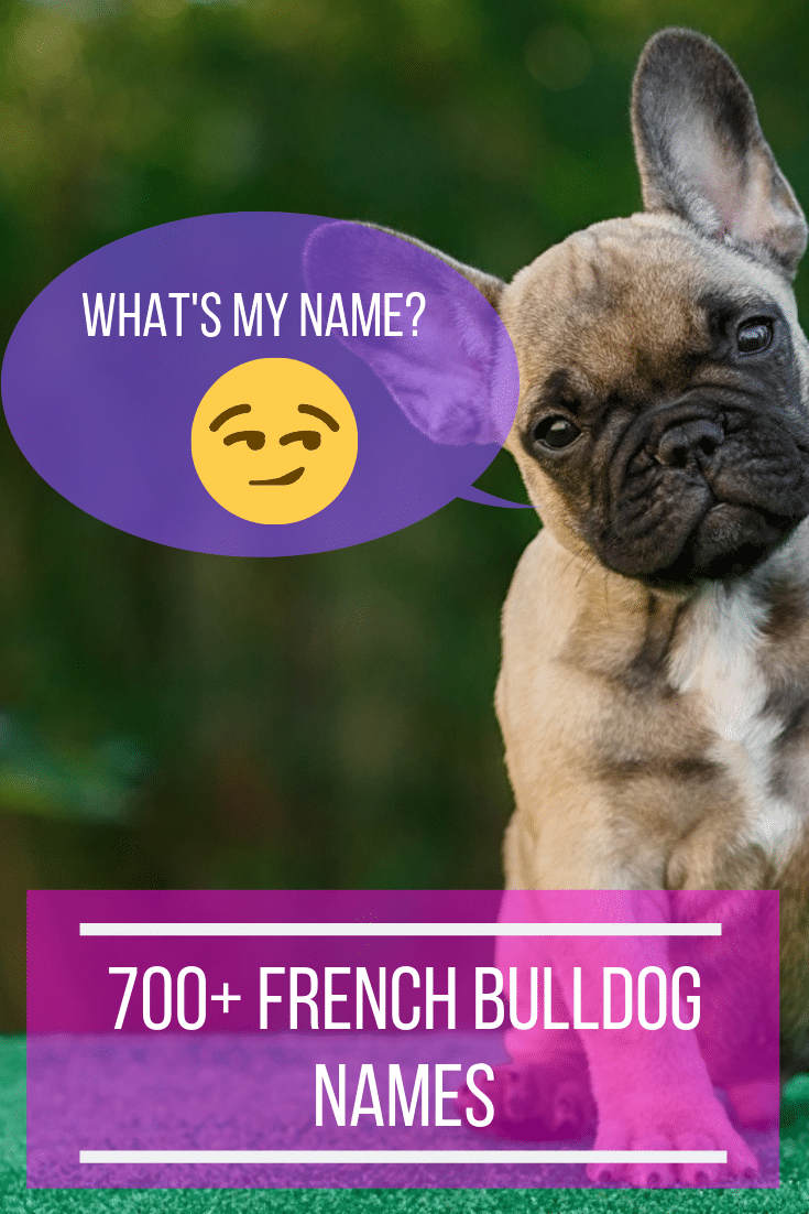 Names For Girl French Bulldogs