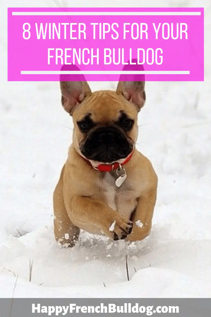 8 winter tips for your French Bulldog