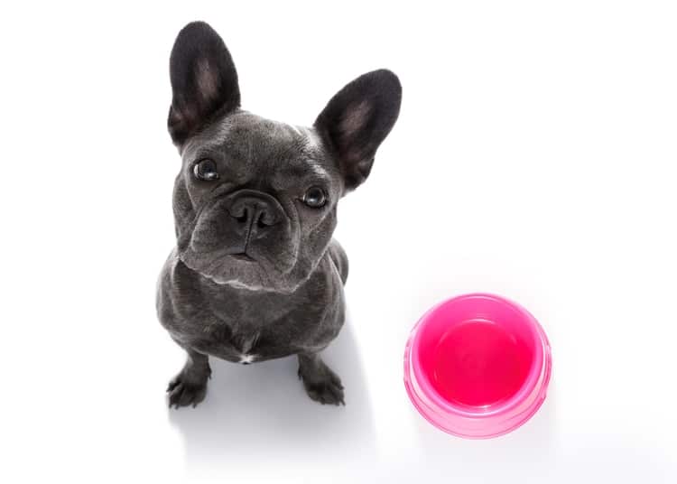 The complete guide to French Bulldog food - Happy French Bulldog