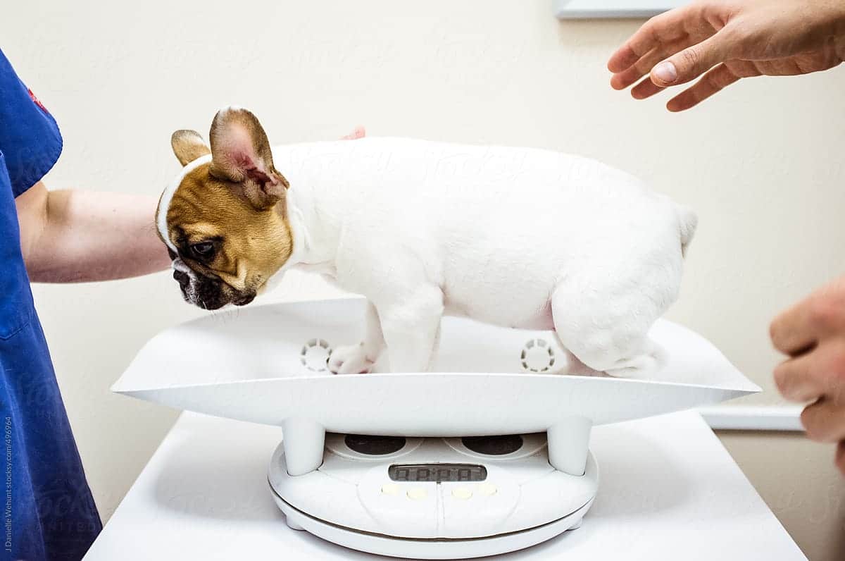 French bulldog weight, here's what you need to know