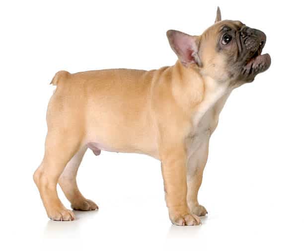 French bulldog barking