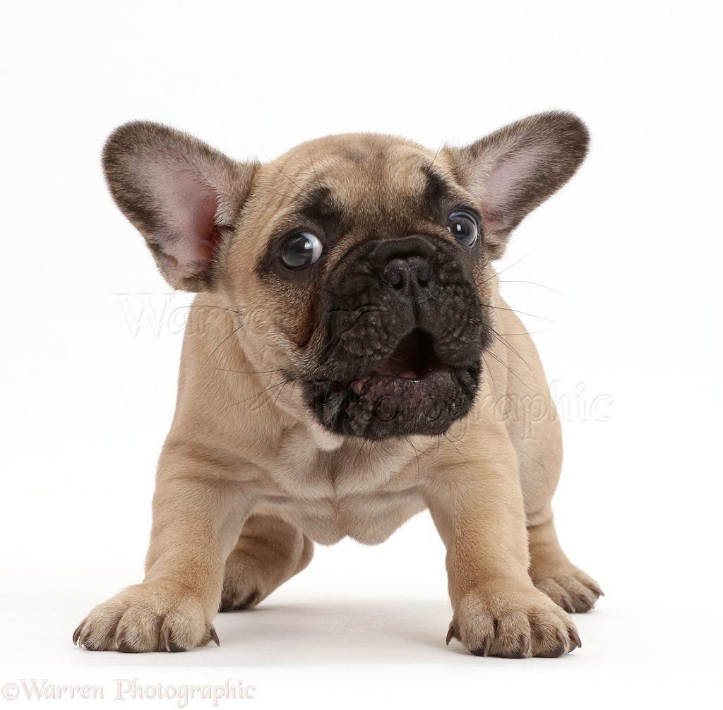 Stop french bulldog puppy barking