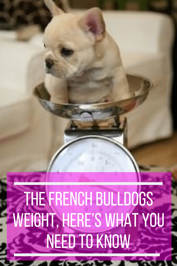 French bulldog weight, here's what you need to know