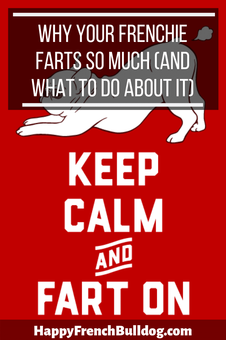 Why your frenchie farts so much (and what to do about it)
