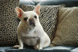 French bulldog weight, here's what you need to know ...