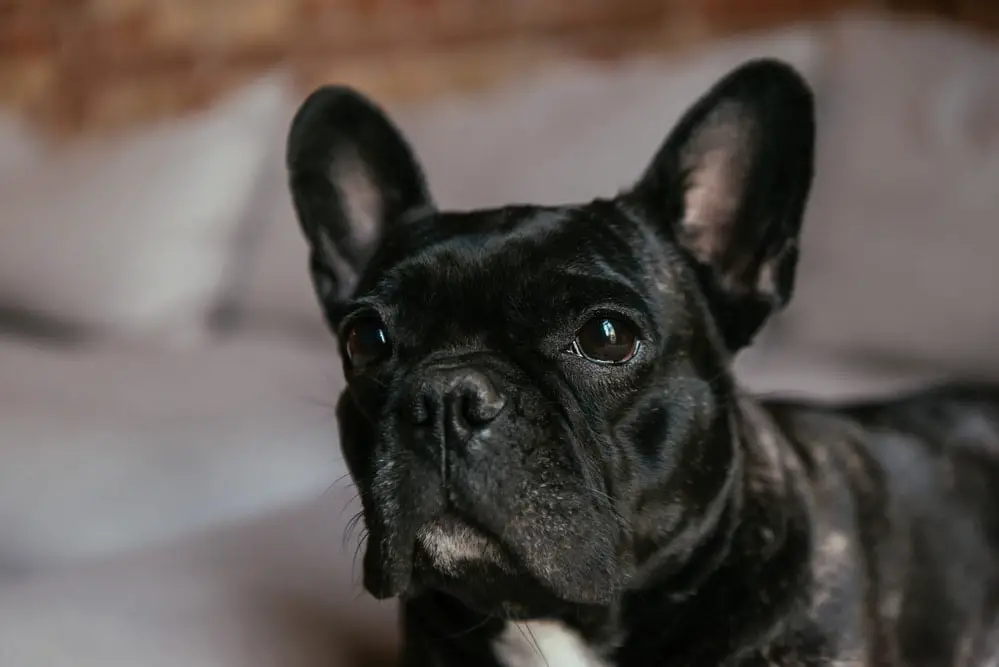 Why Do French Bulldogs Fart So Much? Causes & Solutions