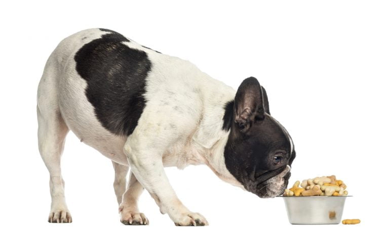 french-bulldog-food-allergies-tips-symptoms-diagnosis