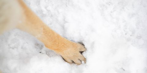 French bulldog ice between paws