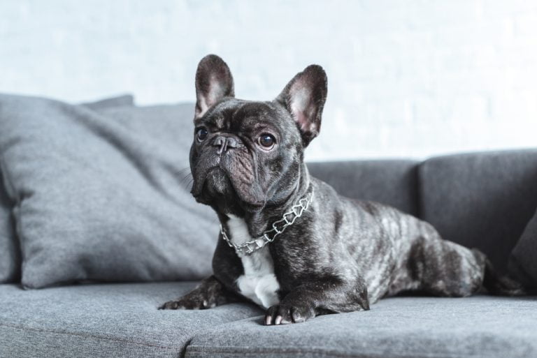 French Bulldog Lifespan Everything You Should Know