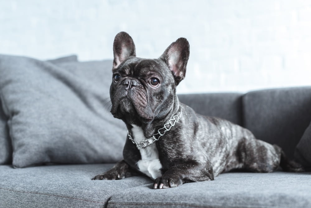 French bulldog