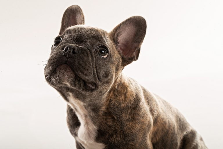 300+ French Bulldog Names: The Ultimate Name Idea List