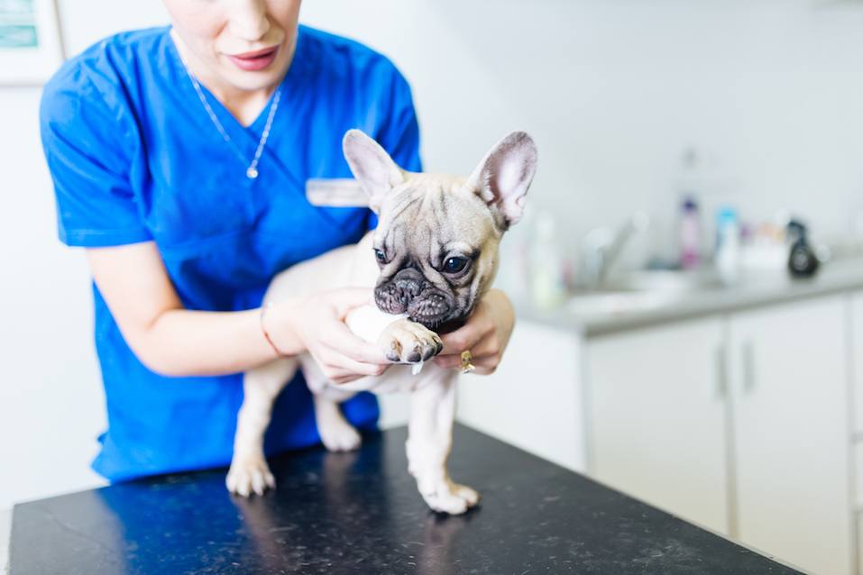 French bulldog vet