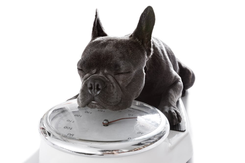 French Bulldog Weight Here’s What You Need to Know