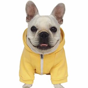 keep your french bulldog warm