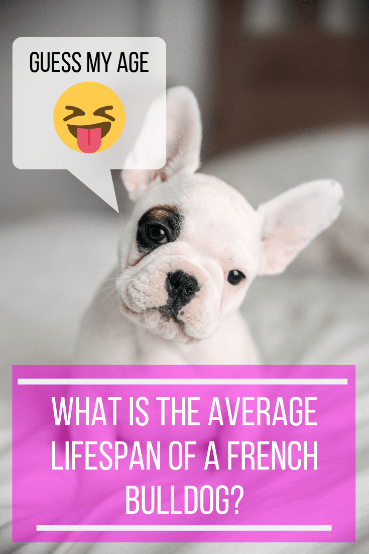 french bulldogs lifespan - French Bulldog