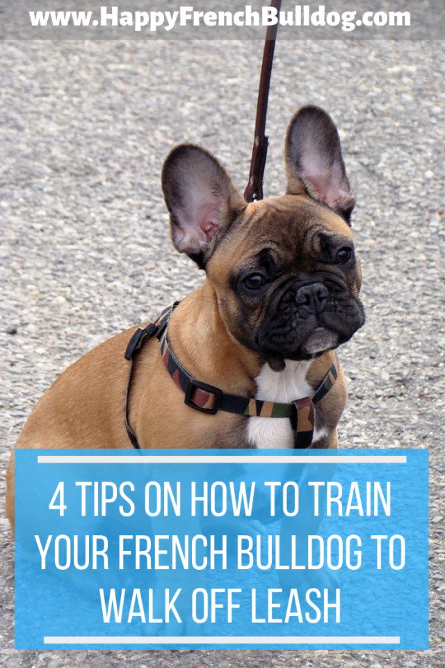 4 tips on how to train your French Bulldog to walk off leash Happy