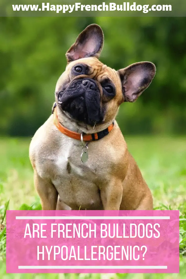 Are French bulldogs hypoallergenic? Happy French Bulldog