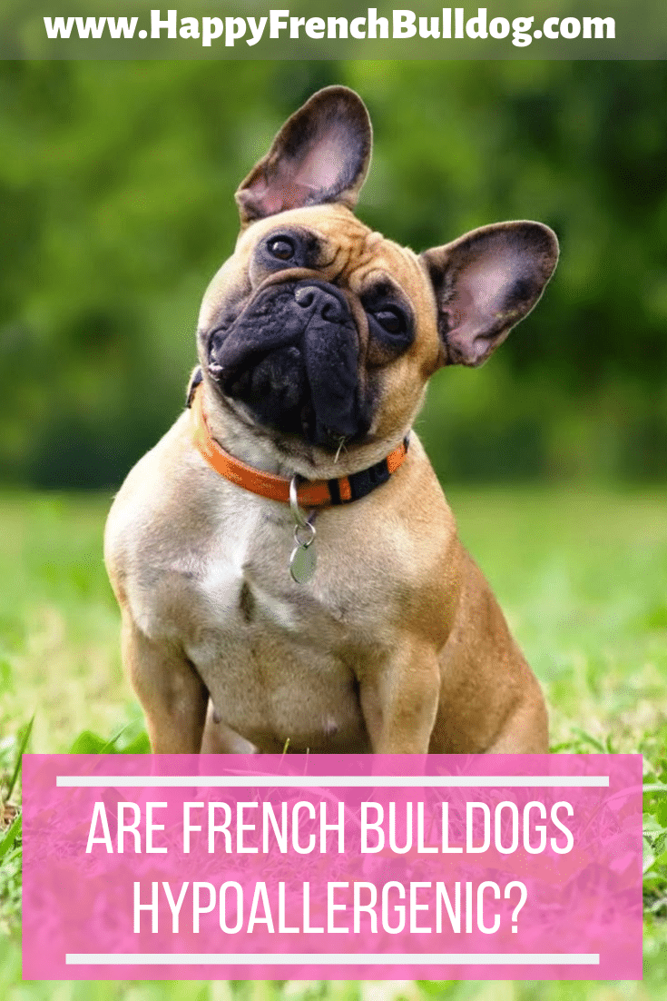 are french bulldogs allergic to cats