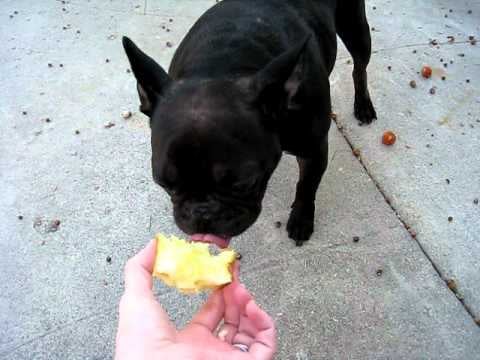 Can a french bulldog eat apple