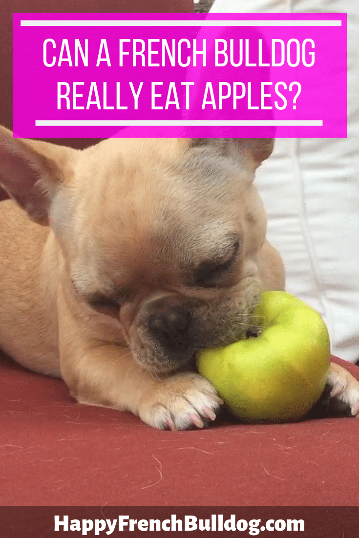 can-a-french-bulldog-eat-apples-happy-french-bulldog