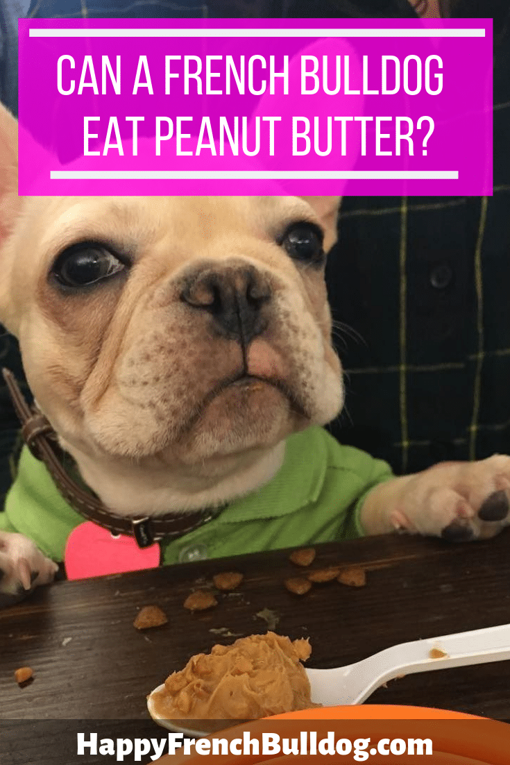 Can a French bulldog eat peanut butter?