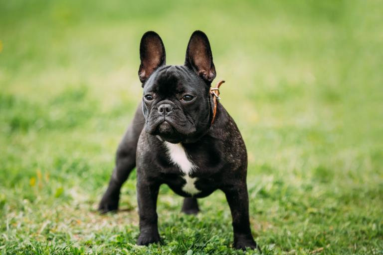 French bulldog off leash training