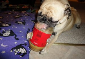 French bulldog peanut butter