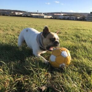 French bulldog playing