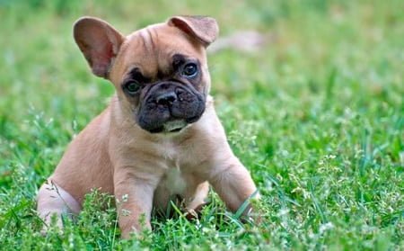 French bulldog puppy