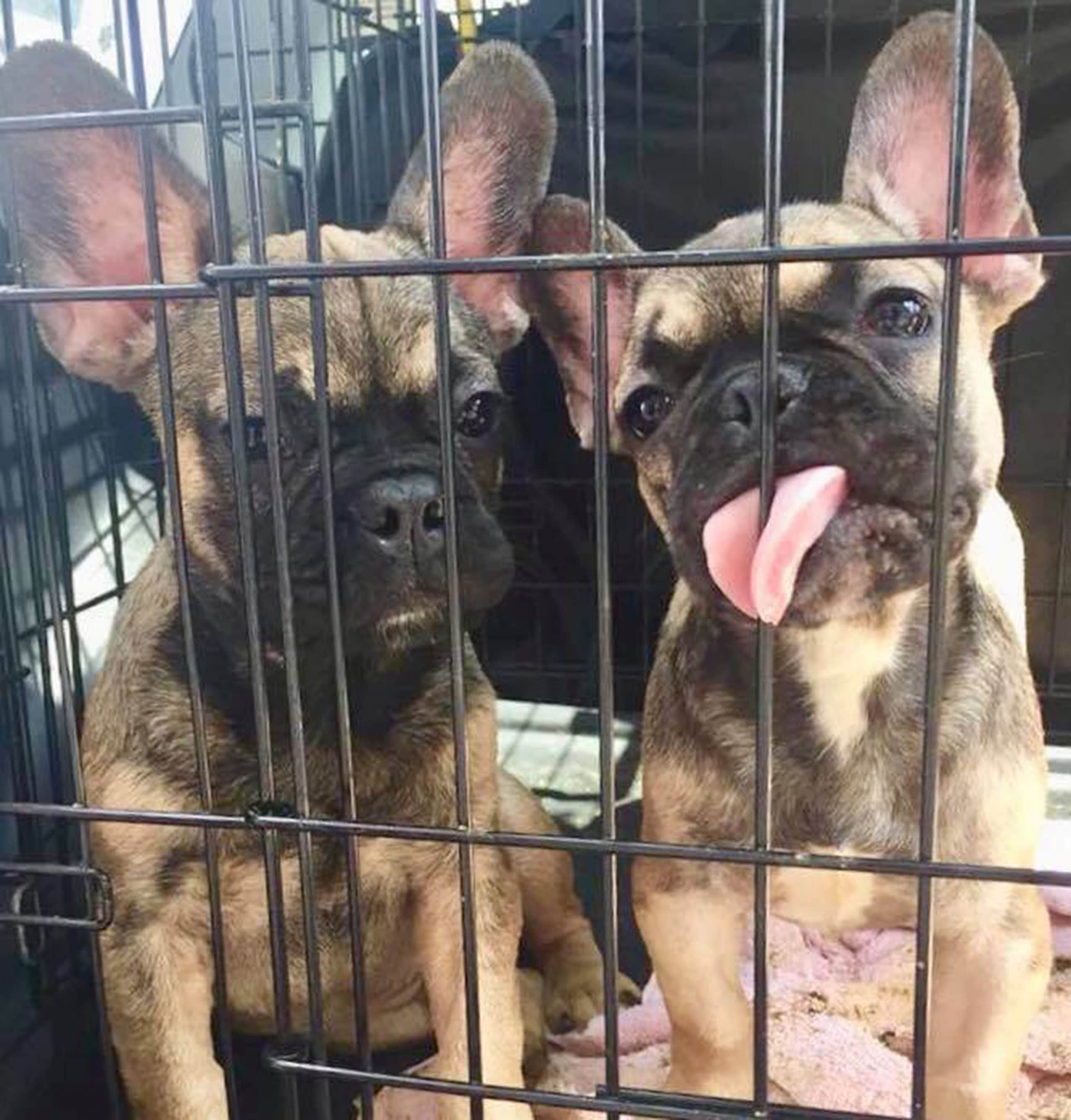 Adopting a french bulldog