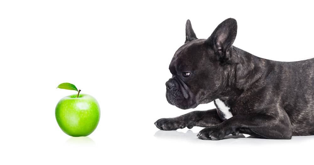 Can a french bulldog eat apples