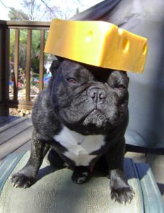 can a french bulldog eat cheese