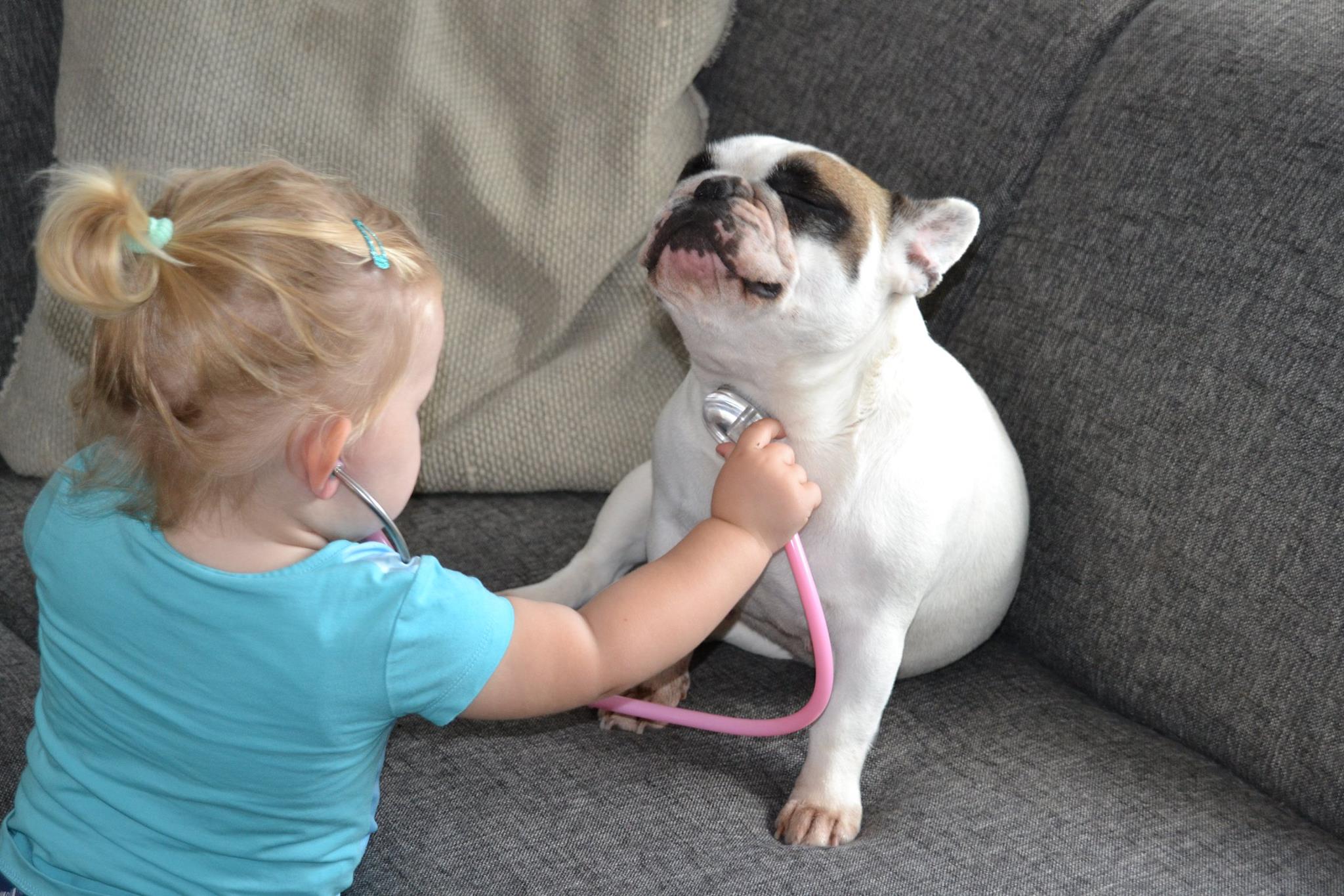 French bulldog and kids