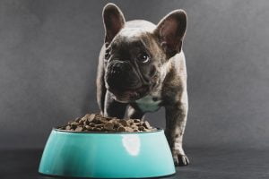 french bulldog food