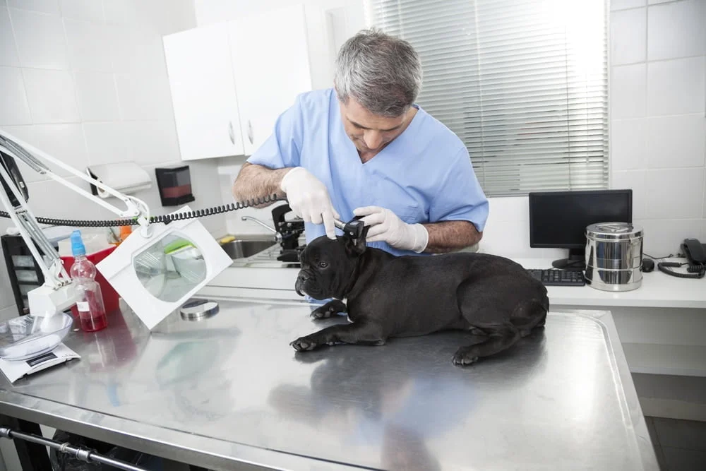 French bulldog health issues at vet