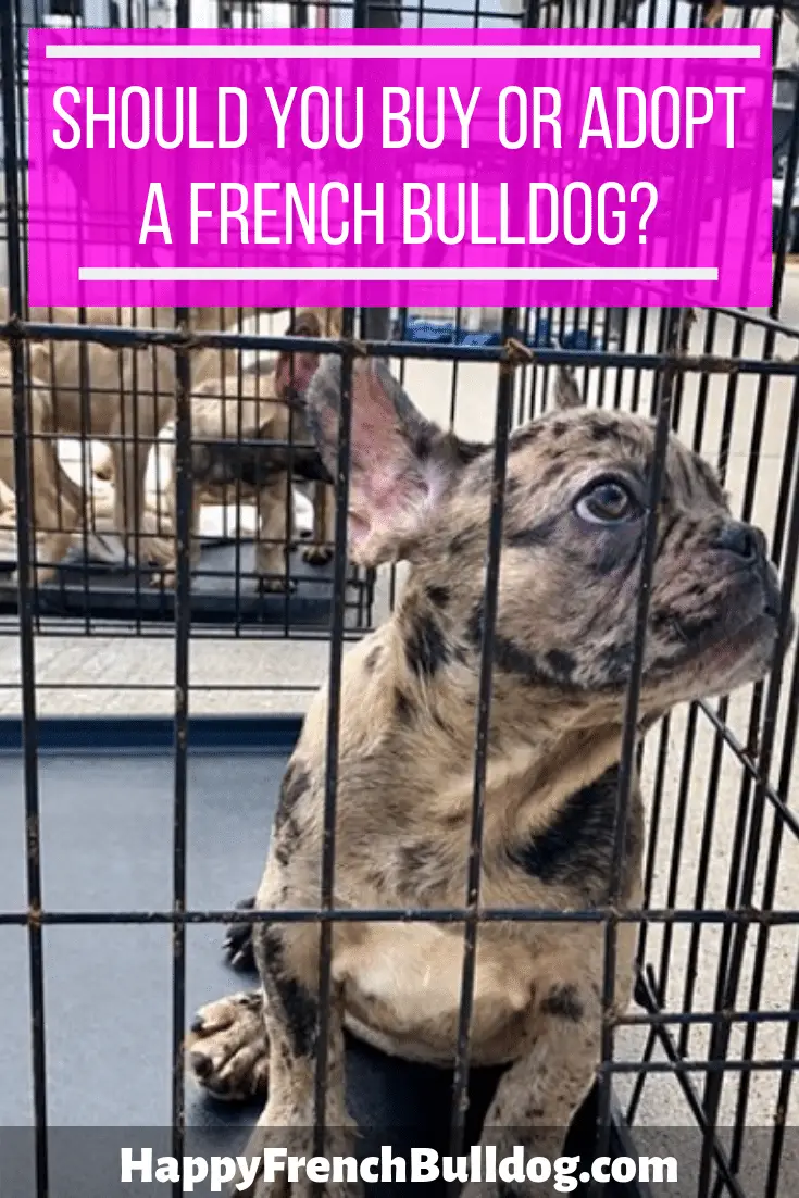 Should you buy or adopt a French Bulldog?
