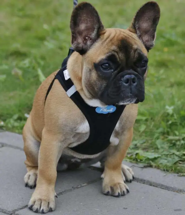 Best French bulldog harness