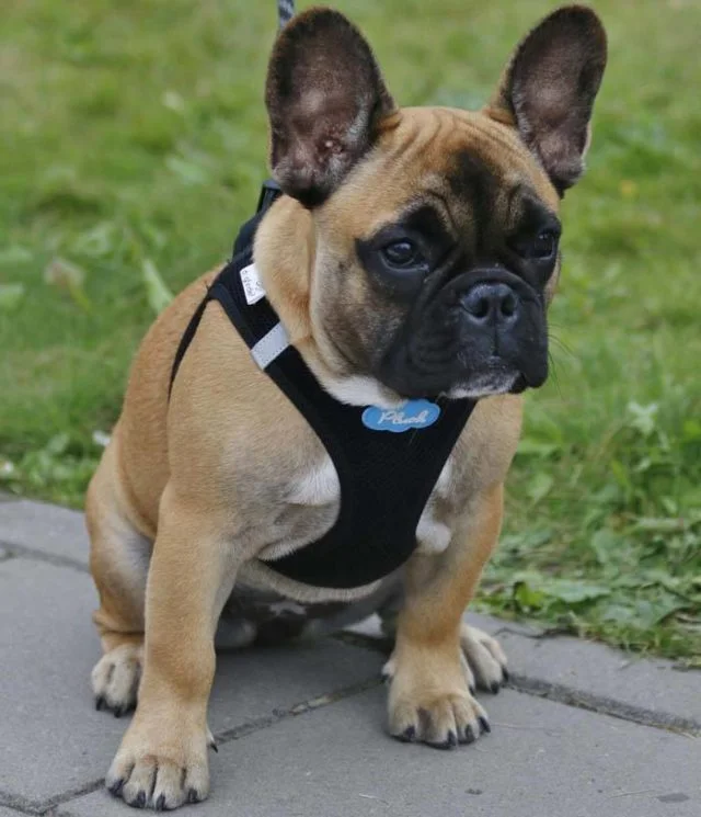 Best french bulldog harness