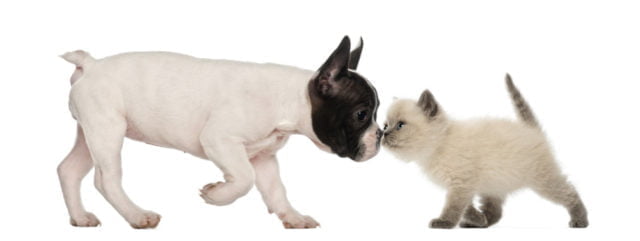 French Bulldog puppy and British shorthair kitten sniffing each