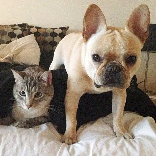 How to introduce a french bulldog to a cat (and make it as smooth as ...