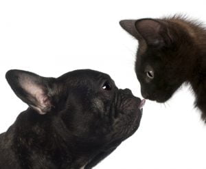 french bulldog and cat