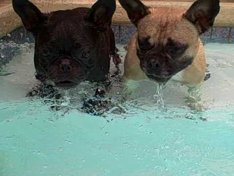 Can French bulldogs swim?